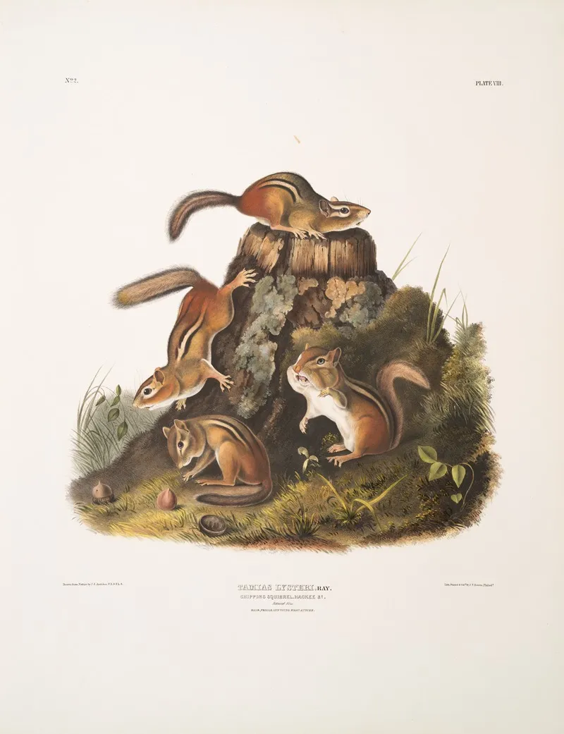 Tamias Lysterii Chipping Squirrel Hackee C Natural Size Male Female And Young First Autumn Wall Art by John Woodhouse Audubon - High-Resolution Digital Print