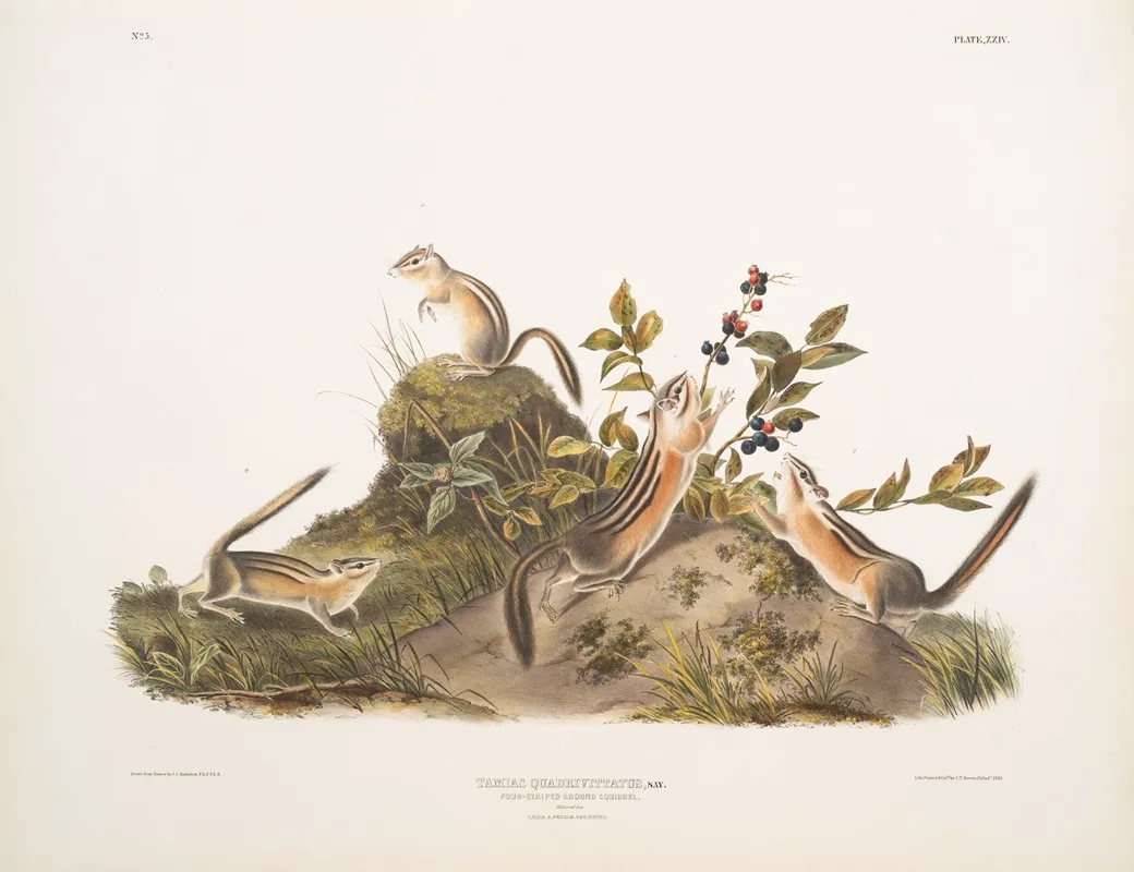 Tamias Quadrivitatus Four Striped Ground Squirrel Natural Size 1 Male 2 Female 3 4 Young Wall Art by John Woodhouse Audubon - High-Resolution Digital Print