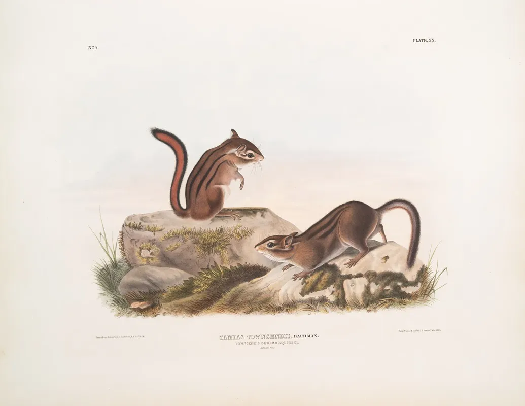 Tamias Townsendii Townsends Ground Squirrel Natural Size Wall Art by John Woodhouse Audubon - High-Resolution Digital Print