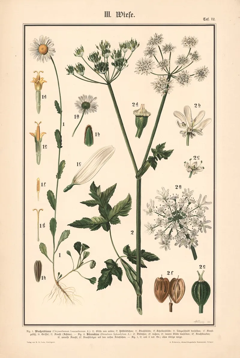 Tansy Cow Parsnip Wall Art by Adolph Rupp - High-Resolution Digital Print