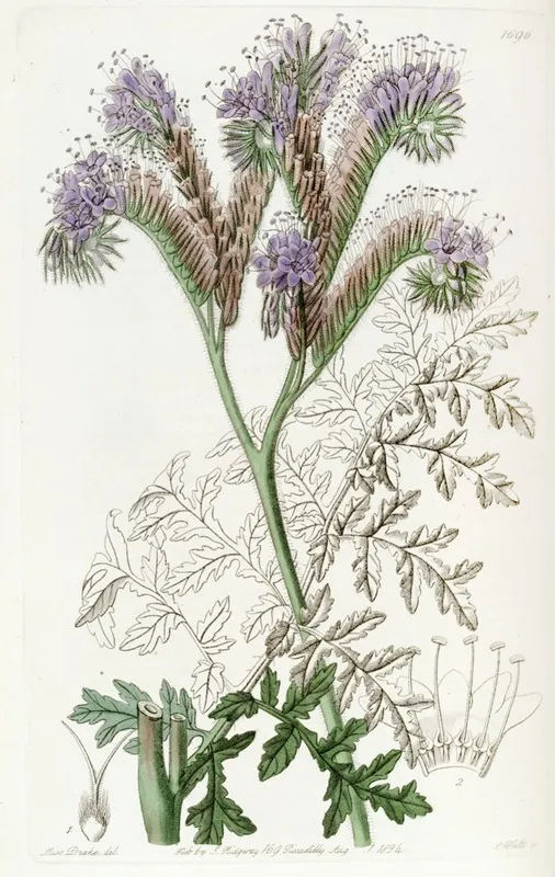 Tansy Leaved Phacelia Wall Art by Sydenham Edwards - High-Resolution Digital Print