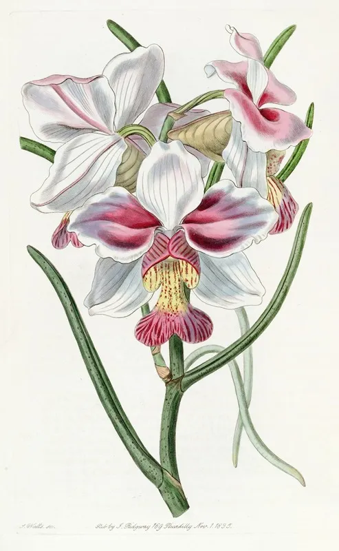 Taper Leaved Vanda Wall Art by Sydenham Edwards - High-Resolution Digital Print