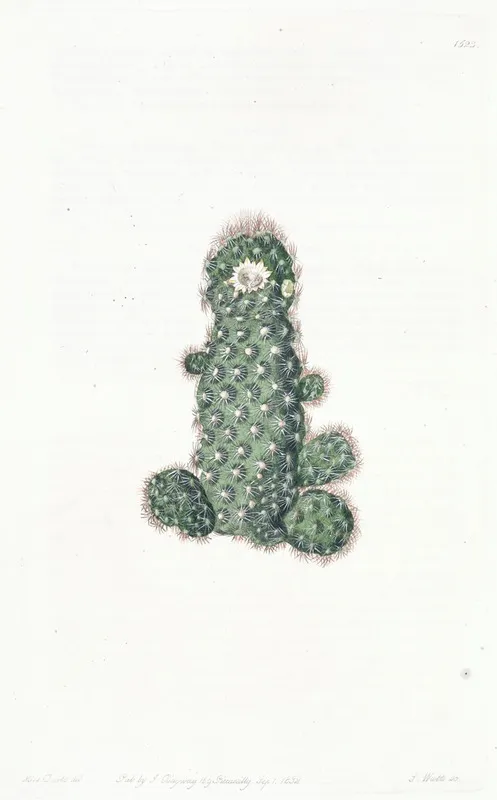Taper Mammillaria Wall Art by Sydenham Edwards - High-Resolution Digital Print