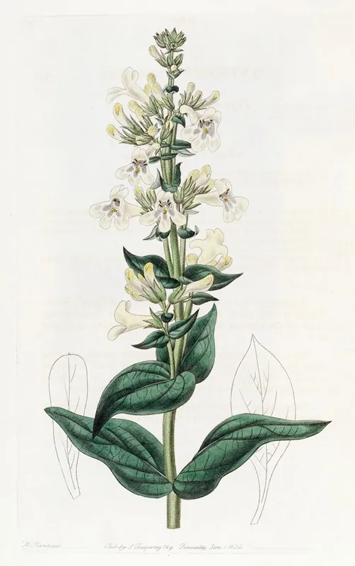 Taper Pointed Pentstemon Wall Art by Sydenham Edwards - High-Resolution Digital Print
