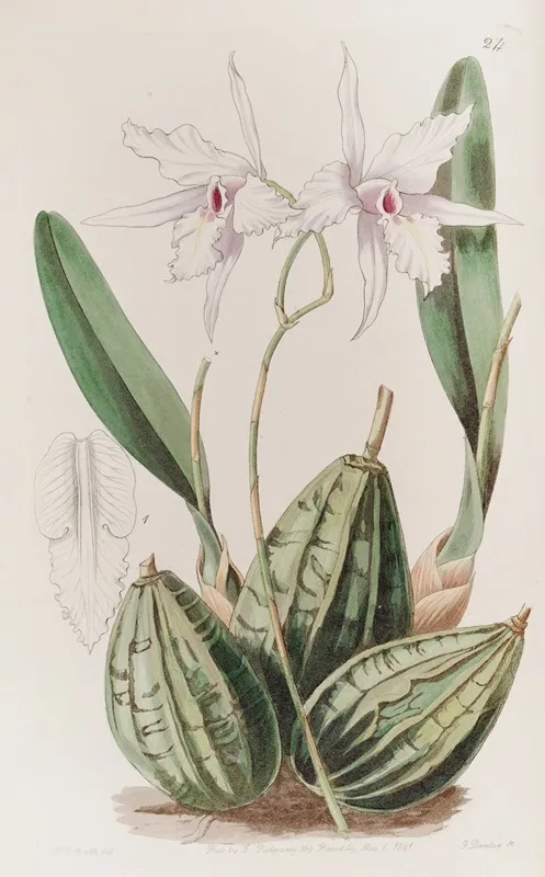 Tapering Laelia Wall Art by Sydenham Edwards - High-Resolution Digital Print