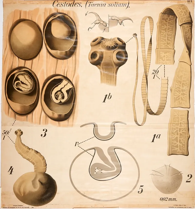 Tapeworm Wall Art by Paul Pfurtscheller - High-Resolution Digital Print