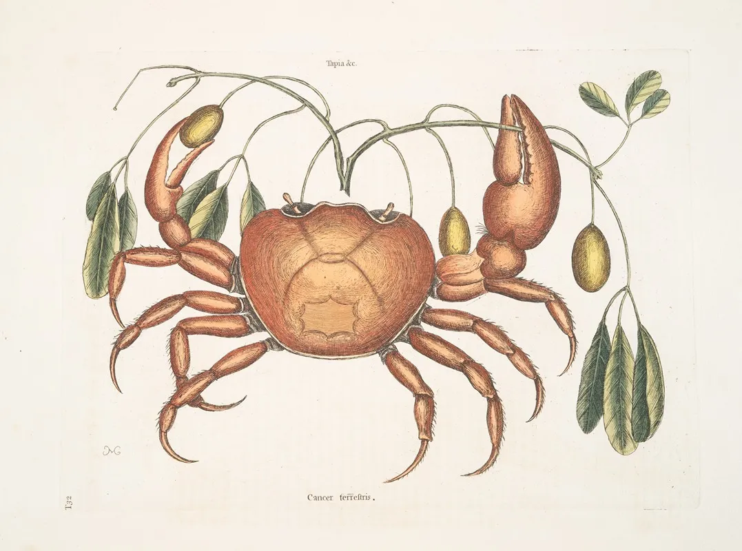 Tapia Cancer Terrestris The Land Crab Wall Art by Mark Catesby - High-Resolution Digital Print