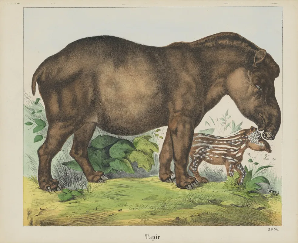 Tapir 3 Wall Art by Joseph Scholz - High-Resolution Digital Print