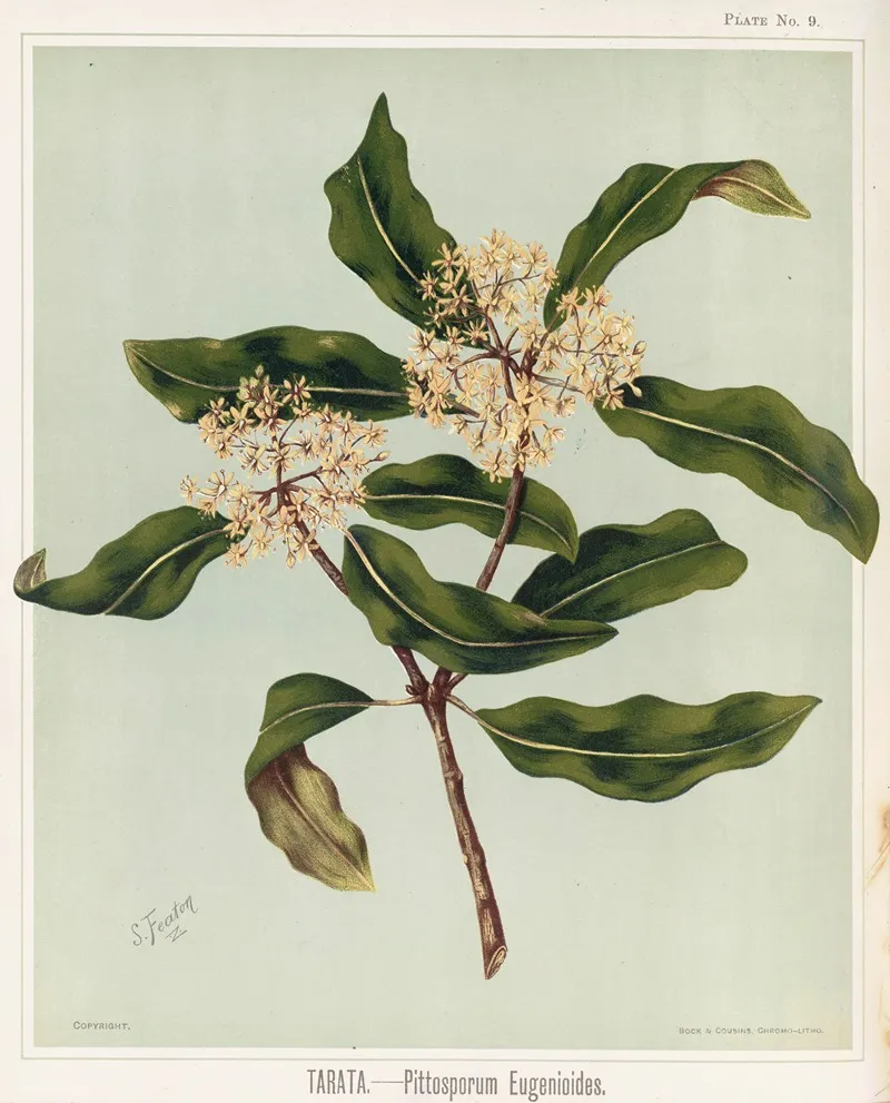 Tarata Pittosporu Eugenioides Plate 9 Wall Art by Sarah Featon - High-Resolution Digital Print