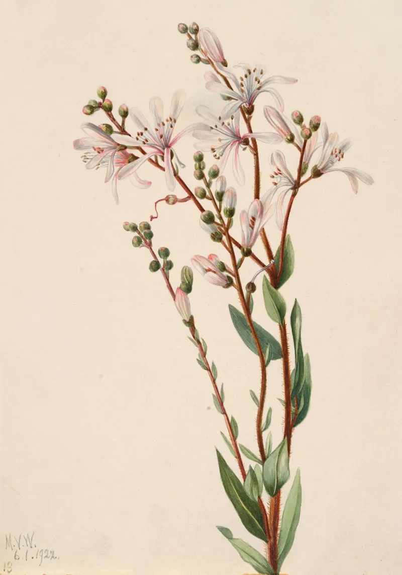 Tarflower Befaria Racemosa 2