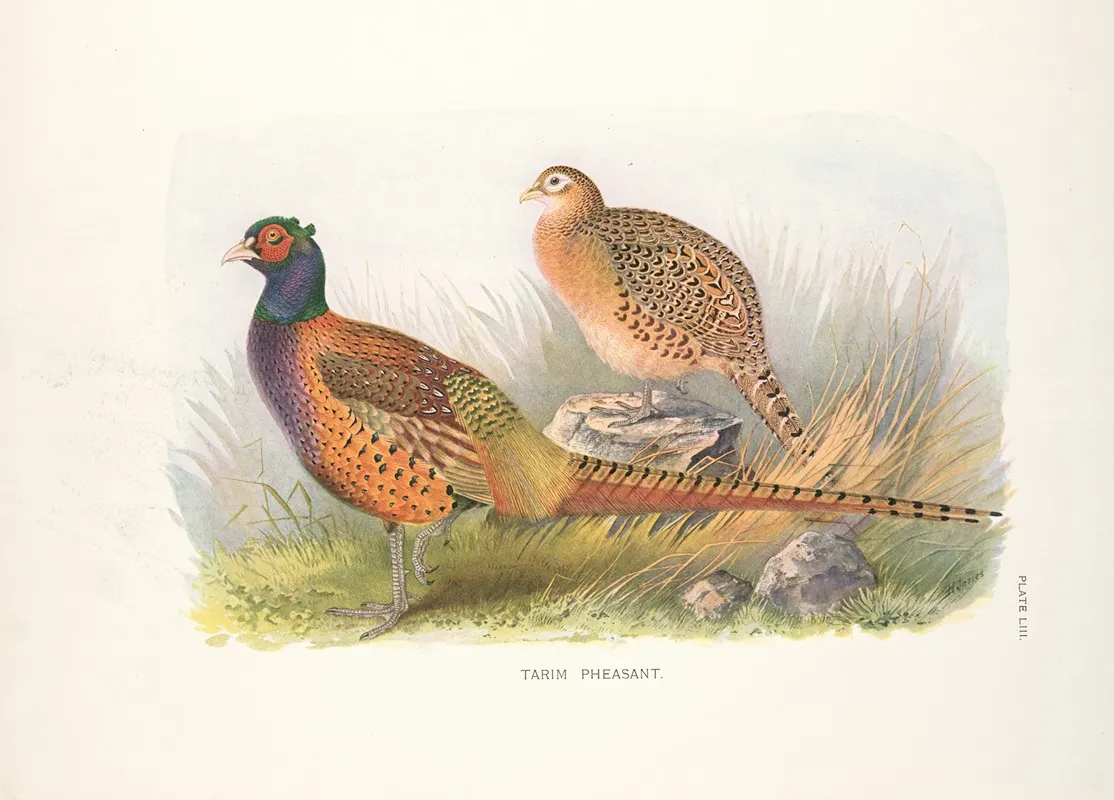 Tarim Pheasant Phasianus Colchicus Tarimensis Wall Art by Henry Jones - High-Resolution Digital Print