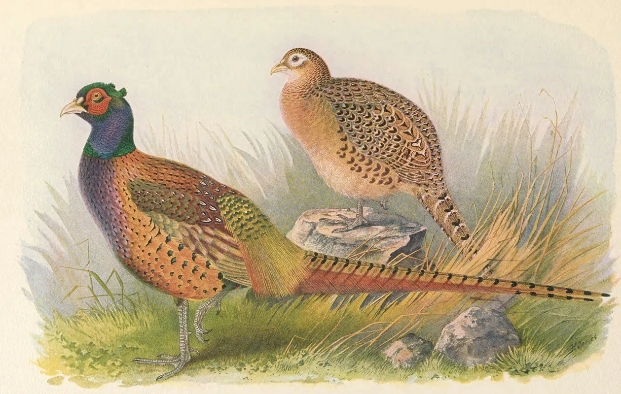 Tarim Pheasant Wall Art by Henry Jones - High-Resolution Digital Print