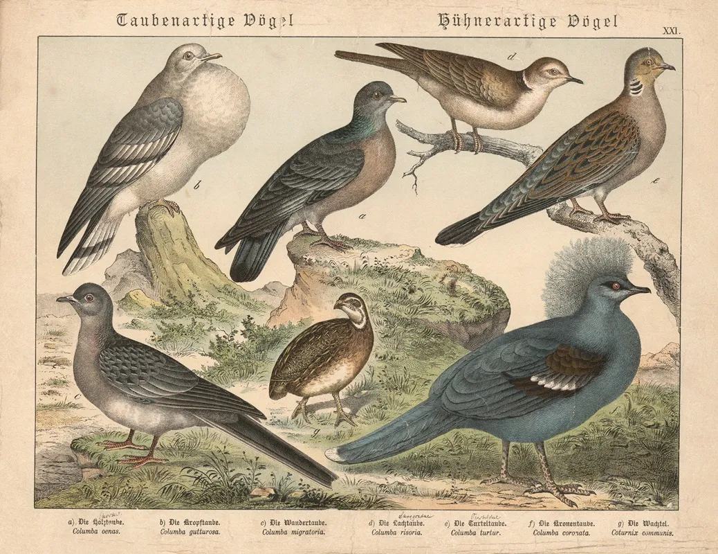 Taubenartige Vogel Huhnerartige Vogel Wall Art by Gotthilf Heinrich von Schubert - High-Resolution Digital Print