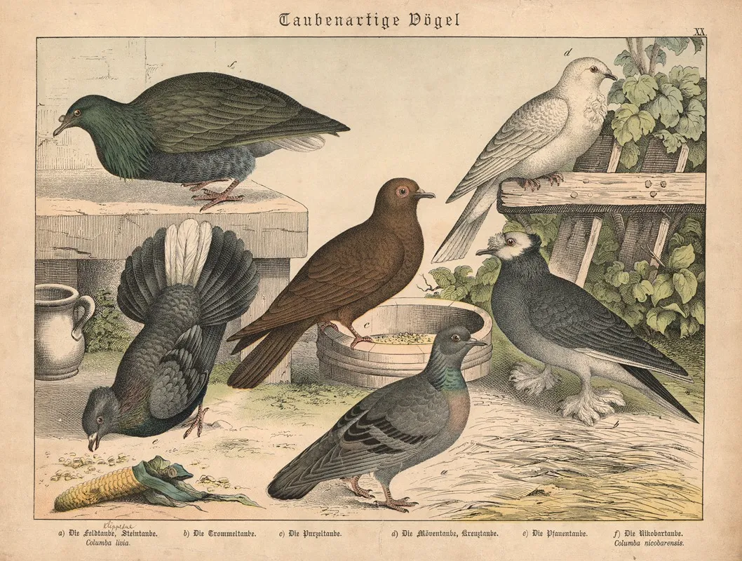 Taubenartige Vogel Wall Art by Gotthilf Heinrich von Schubert - High-Resolution Digital Print
