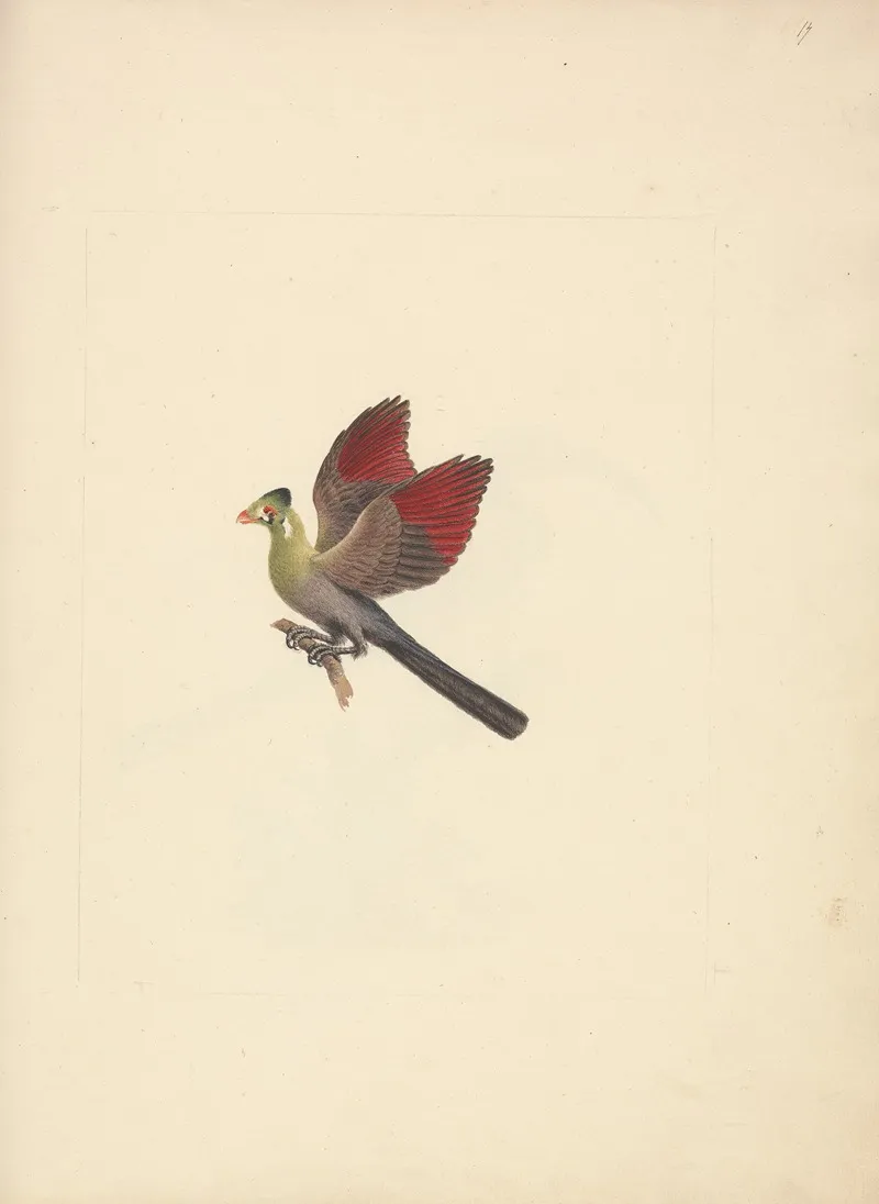 Tauraco Leucotis White Cheeked Turaco