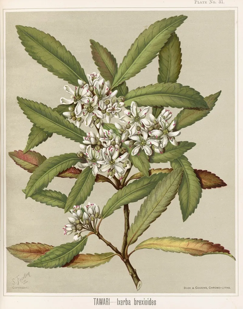 Tawari Ixerba Brexioides Plate 31 Wall Art by Sarah Featon - High-Resolution Digital Print