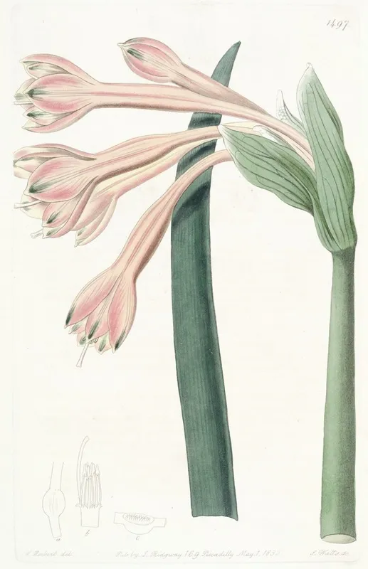 Tawny Coburgia Wall Art by Sydenham Edwards - High-Resolution Digital Print
