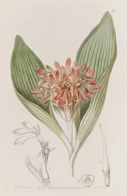 Tawny Daubenya Wall Art by Sydenham Edwards - High-Resolution Digital Print