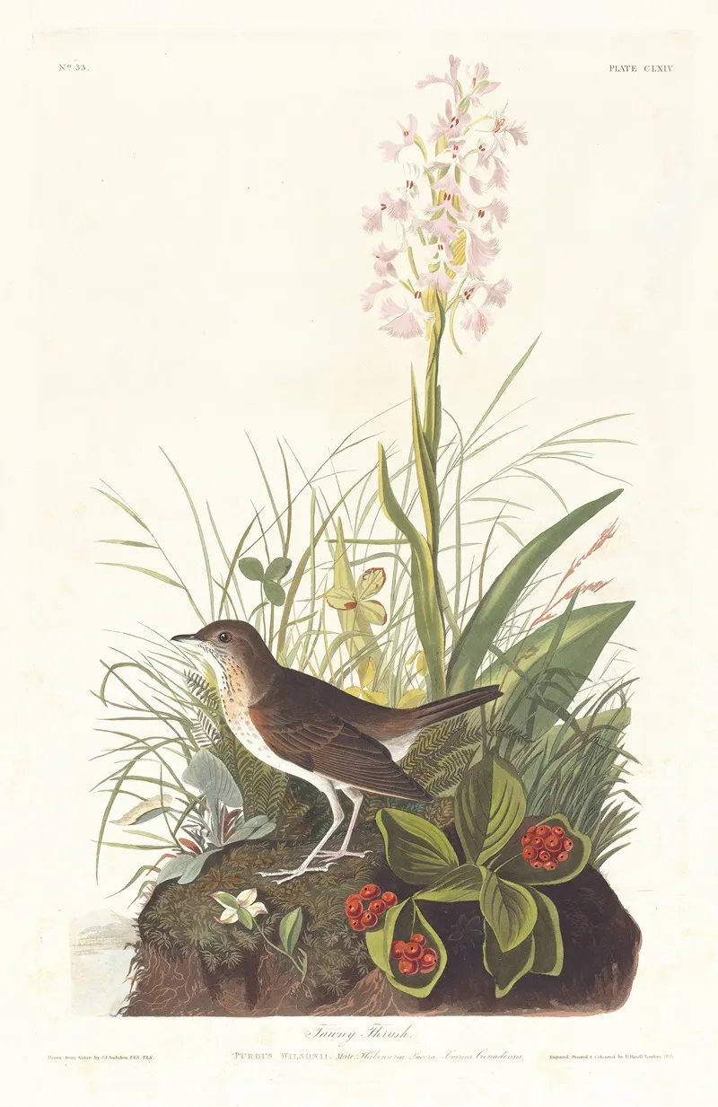 Tawny Thrush Wall Art by John James Audubon - High-Resolution Digital Print