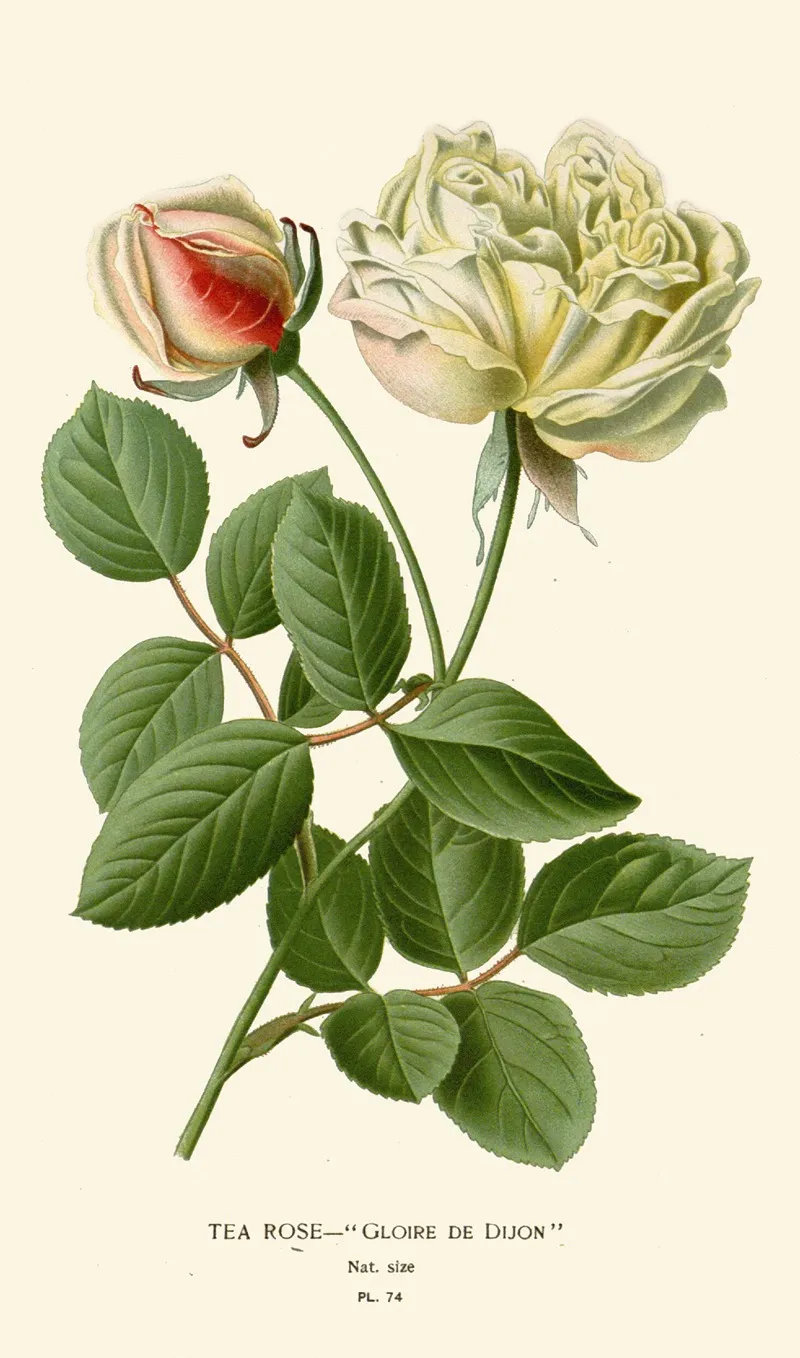 Tea Rose 2 Wall Art by Edward Step - High-Resolution Digital Print