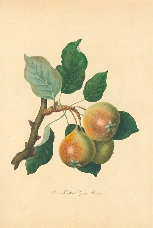 Teinton Squash Pear Wall Art by Thomas Andrew Knight - High-Resolution Digital Print