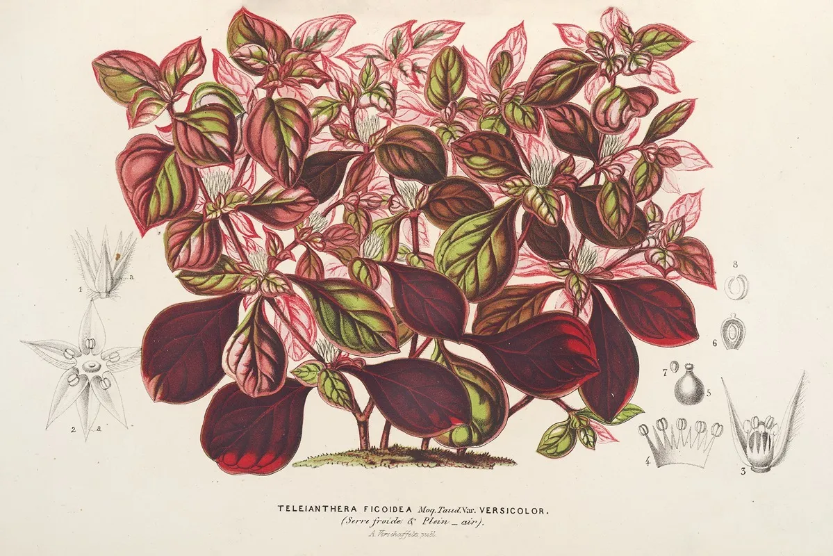 Teleianthera Ficoidea Var Versicolor Wall Art by Charles Antoine Lemaire - High-Resolution Digital Print
