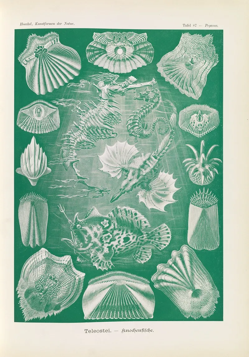 Teleostei Knochenfische Wall Art by Ernst Haeckel - High-Resolution Digital Print