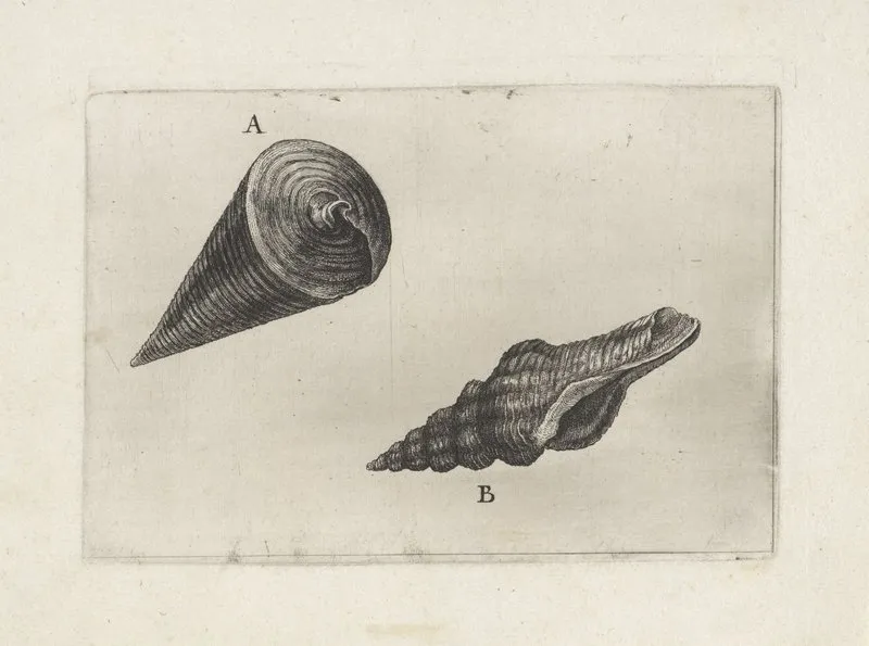 Telescope Shell Telescopium Telescopium A And Nicobar Spindle Shell Fusinus Nicobaricus B