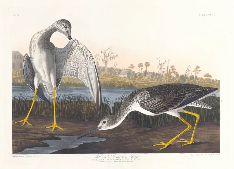 Tell Tale Godwit Or Snipe Wall Art by John James Audubon - High-Resolution Digital Print
