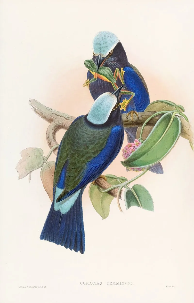 Temmincks Roller Wall Art by John Gould - High-Resolution Digital Print
