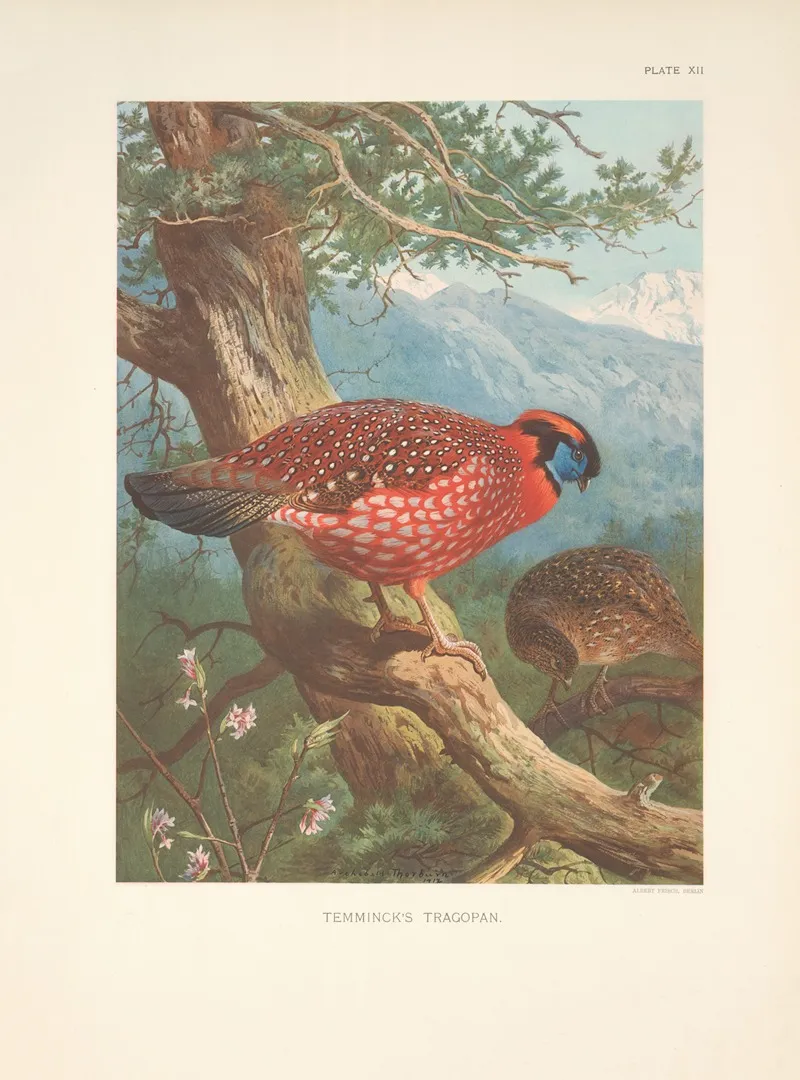 Temmincks Tragopan Tragopan Temmincki Wall Art by Archibald Thorburn - High-Resolution Digital Print
