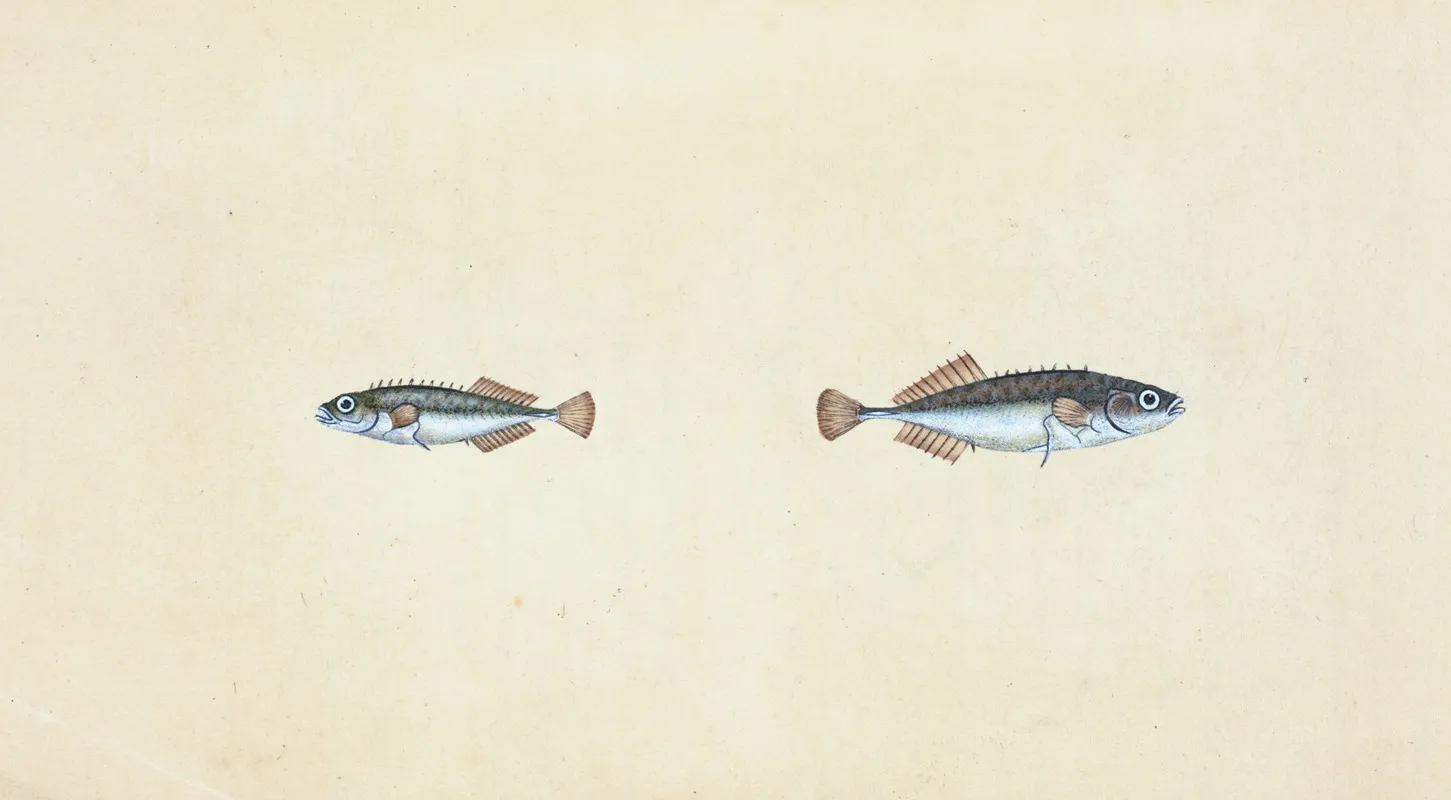 Ten Spined Stickleback Gasterosteus Pungitius Wall Art by Edward Donovan - High-Resolution Digital Print