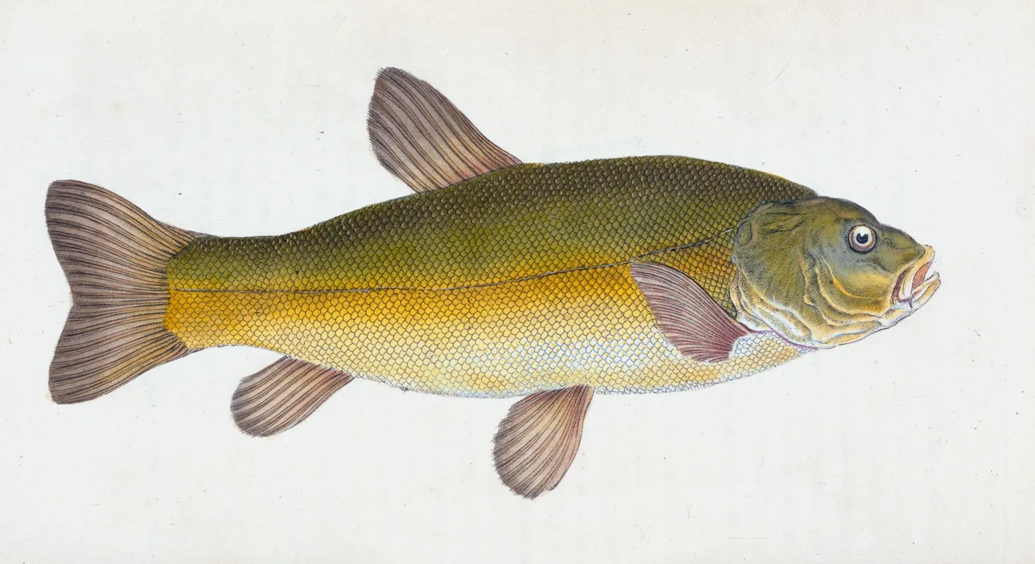 Tench Cyprinus Tinca Wall Art by Edward Donovan - High-Resolution Digital Print