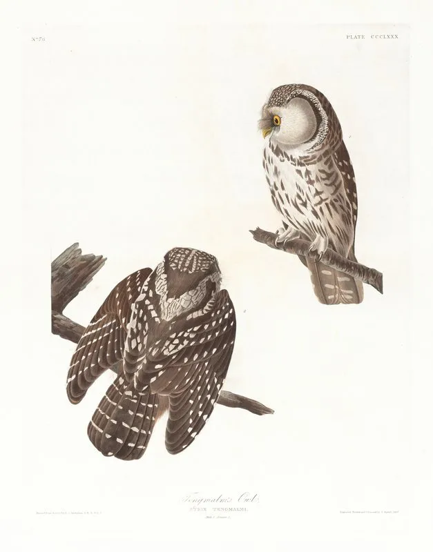 Tengmalms Owl Wall Art by John James Audubon - High-Resolution Digital Print