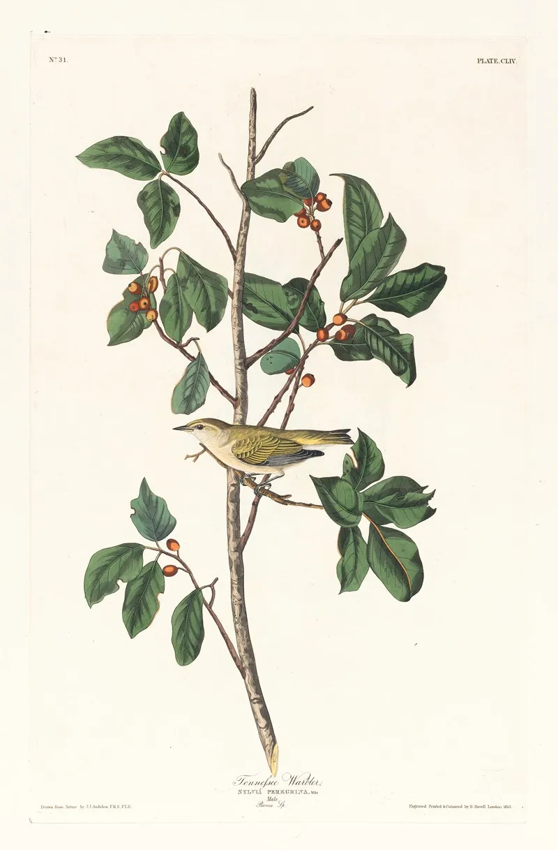Tennessee Warbler Wall Art by John James Audubon - High-Resolution Digital Print