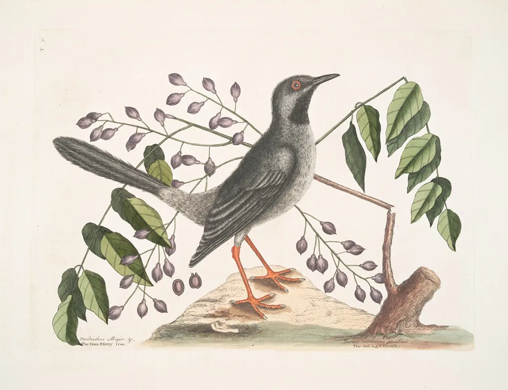 Teribinthus Major Betule Cortice Fructu Triangulari The Gum Elimy Tree Turdus Viscivorus Plumbeus The Red Legged Thruth Wall Art by Mark Catesby - High-Resolution Digital Print