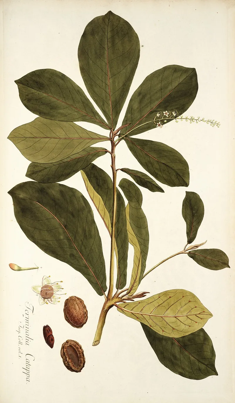 Terminalia Catappa 2 Wall Art by Nikolaus Joseph Freiherr von Jacquin - High-Resolution Digital Print