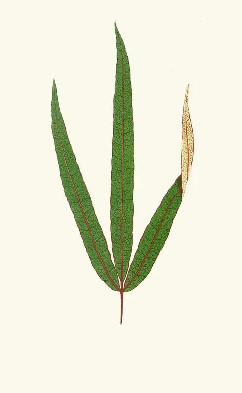 Terminalia Elegans Wall Art by Edward Joseph Lowe - High-Resolution Digital Print