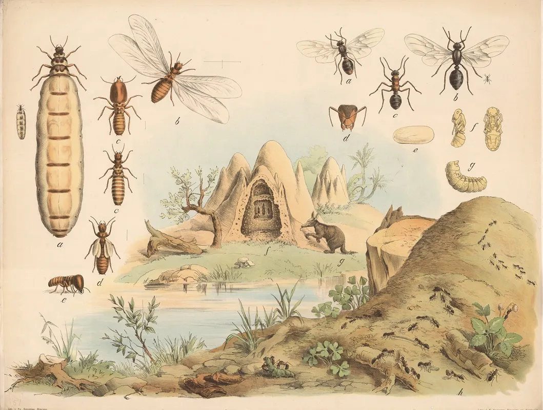 Termite Termes Bellicosus A Konigin B Mannchen C Arbeiter D Nymphe E Soldat F Termitenbau G Erdferkel Rote Waldameise Formica Rufa Wall Art by Franz Engleder - High-Resolution Digital Print