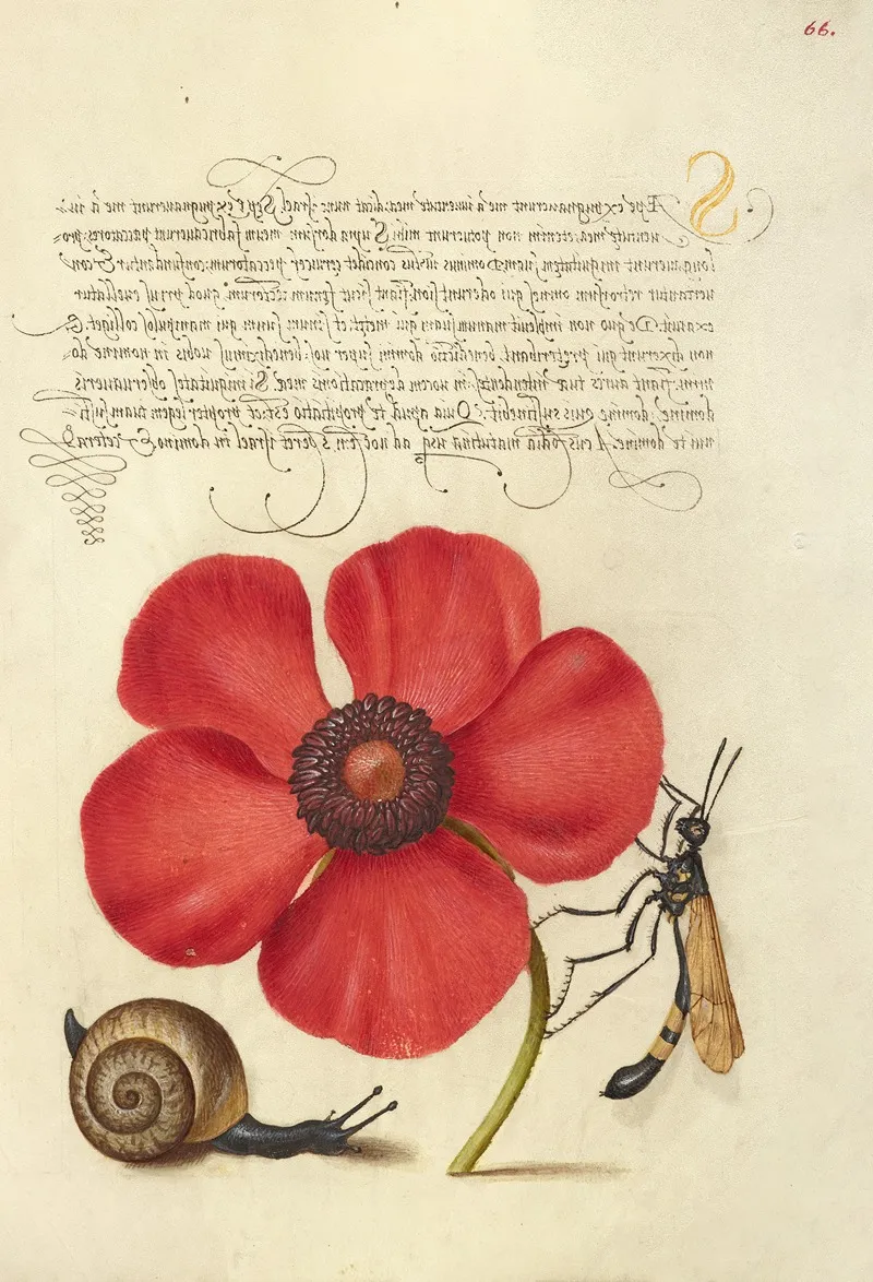 Terrestrial Mollusk Poppy Anemone And Crane Fly