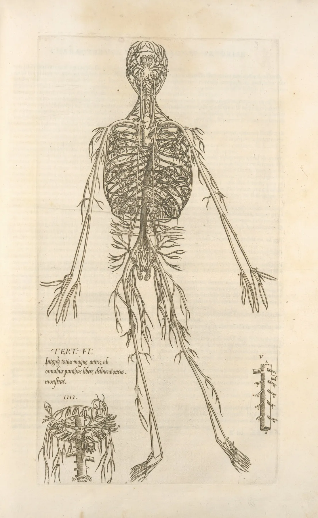 Tert Fig Integram Totius Magnae Arteriae Ab Omnibus Partibus Liberae Delineationiem Monstrat