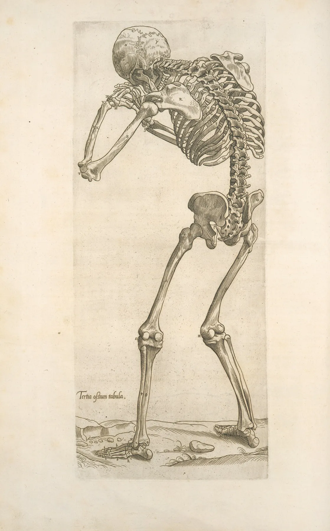 Tertia Ossium Tabula Skeleton In Aiming Position