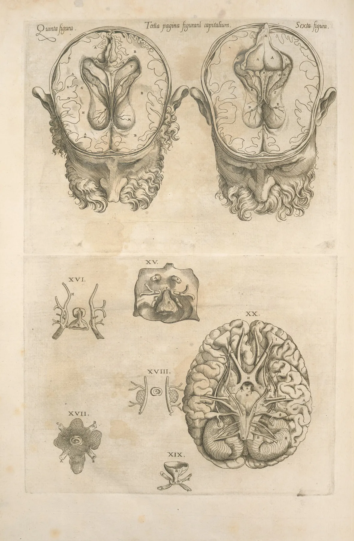 Tertia Pagina Figurarum Capitalium 9 Pictures Of The Brain And Its Parts
