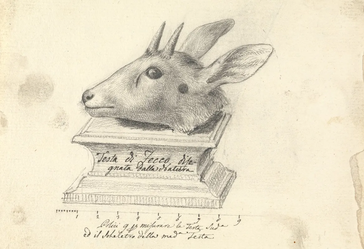 Testa Di Fecco