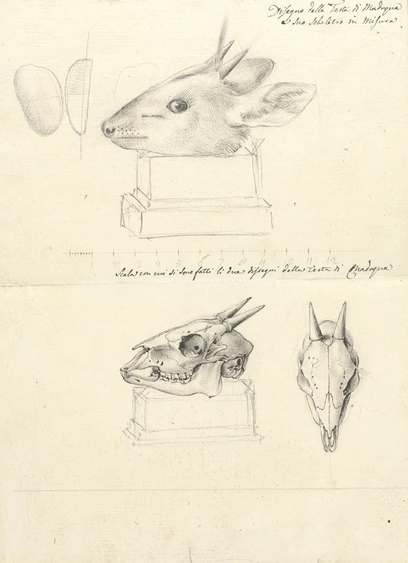 Testi Di Madoqua Antelope Head And Skulls