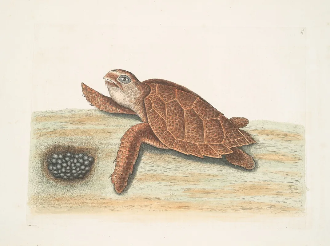 Testudo Caretta The Hawks Bill Turtle Wall Art by Mark Catesby - High-Resolution Digital Print