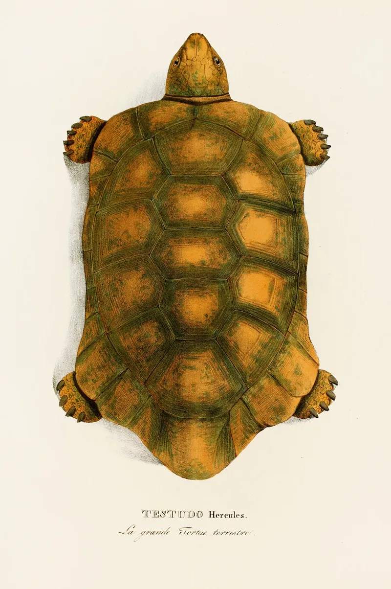 Testudo Hercules Wall Art by Johann Baptist von Spix - High-Resolution Digital Print