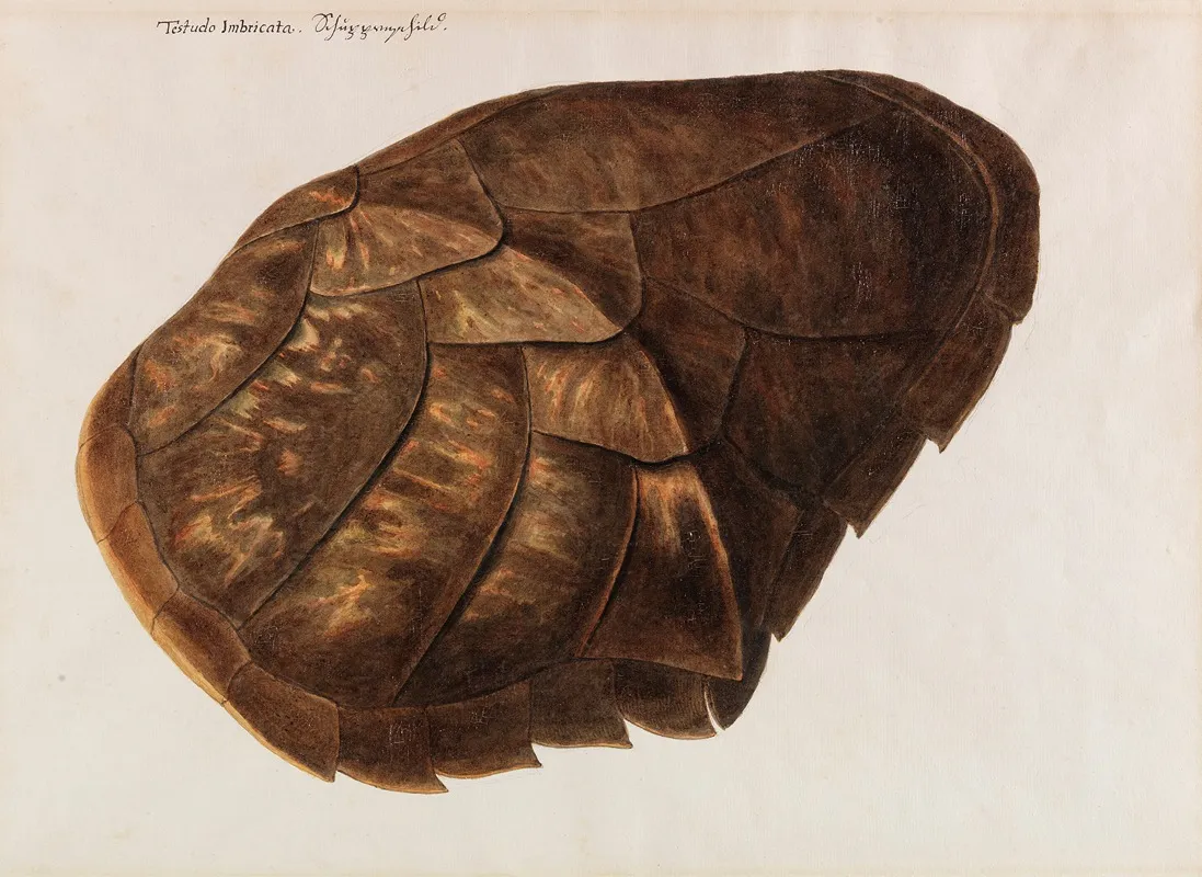 Testudo Imbricata Schuppenschild Wall Art by Franz Anton Von Scheidel - High-Resolution Digital Print