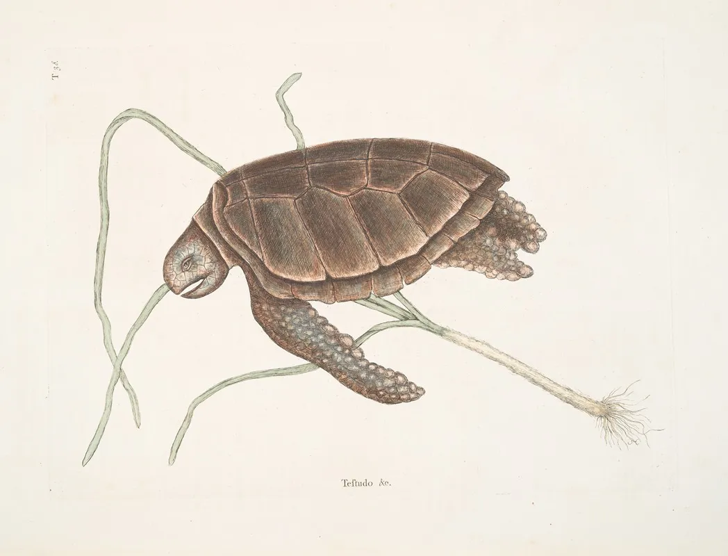 Testudo Marina Viridis The Green Turtle Wall Art by Mark Catesby - High-Resolution Digital Print