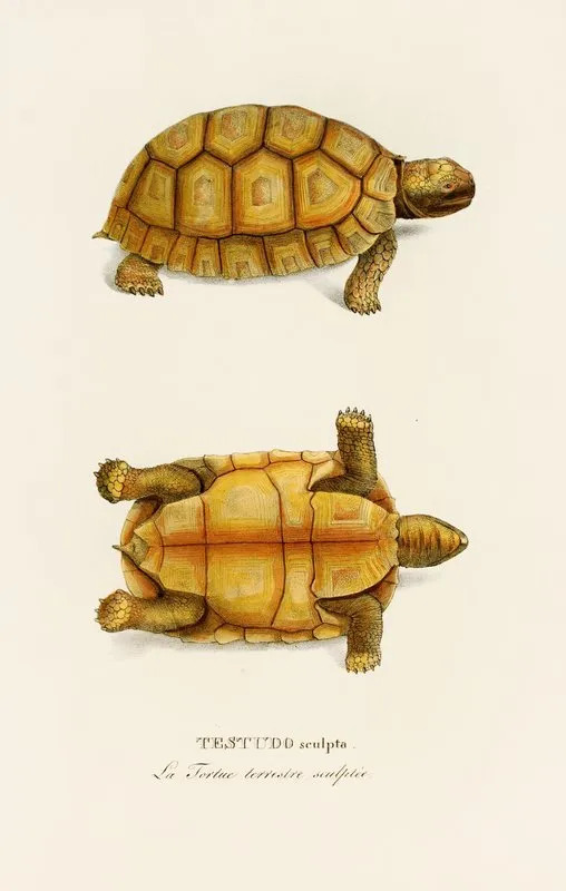 Testudo Sculpta Wall Art by Johann Baptist von Spix - High-Resolution Digital Print